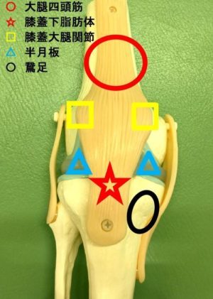 レッツトライ 膝のエクササイズ 医療法人翔寿会